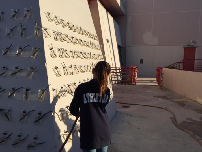 Watering the Mangrove Wall